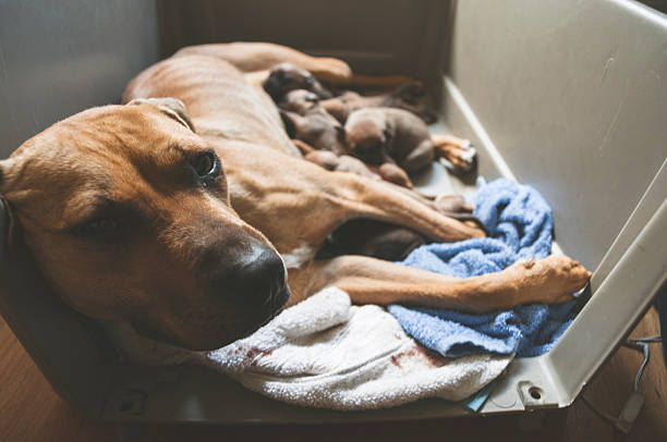 istock Mother with her Puppies 470874043