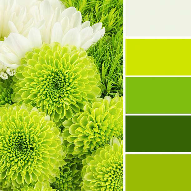 istock Green chrysanthemum flowers 470874698
