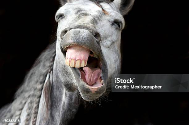 Foto de Cavalo Engraçado Branco Feliz Sorrindo Dentes A Rir e mais
