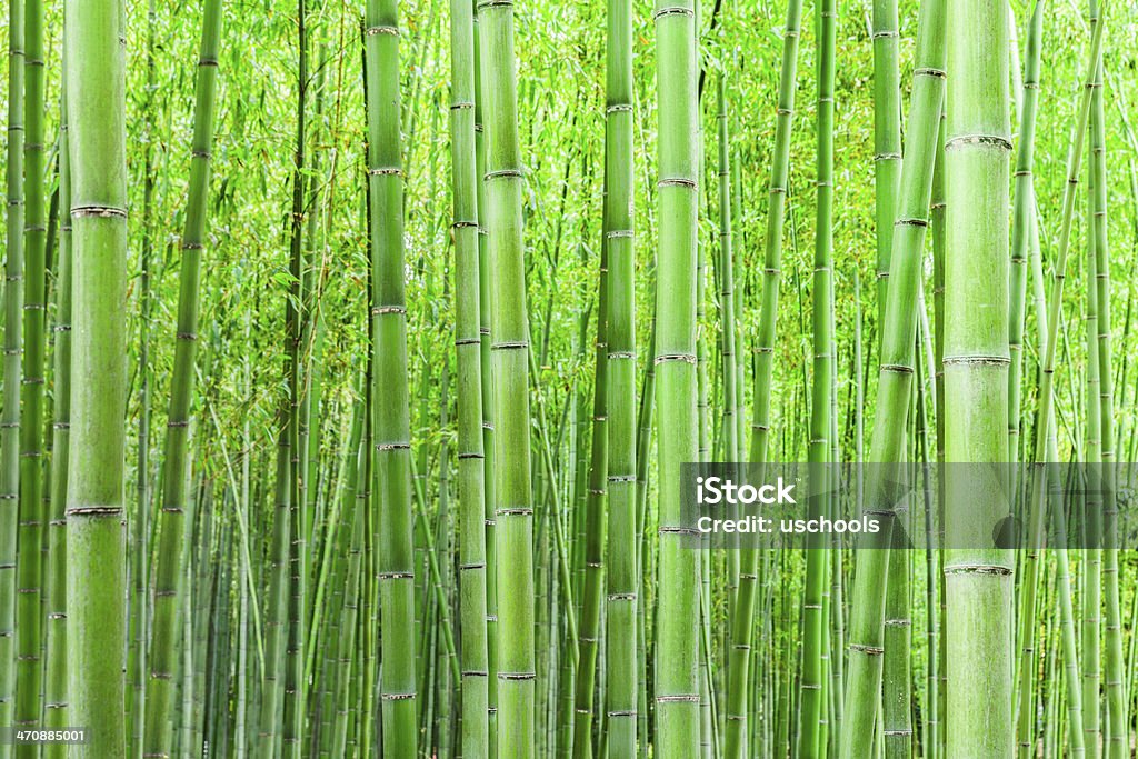 Bambu Forrest - Royalty-free Ao Ar Livre Foto de stock