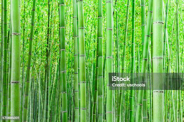 Bambu Forrest - Fotografias de stock e mais imagens de Ao Ar Livre - Ao Ar Livre, Bambu - Família da relva, Cor verde