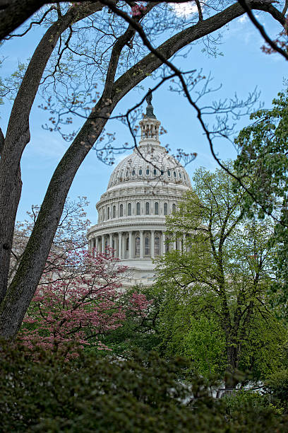 istock Cherry blossom on Washington DC Capitol background 470886806