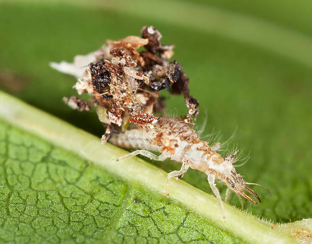 istock Chrysopidae larva with camouflage 470886897