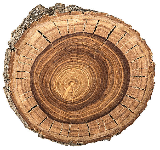 autobloqueantes de un tronco de árbol - cross shape cross rough wood fotografías e imágenes de stock