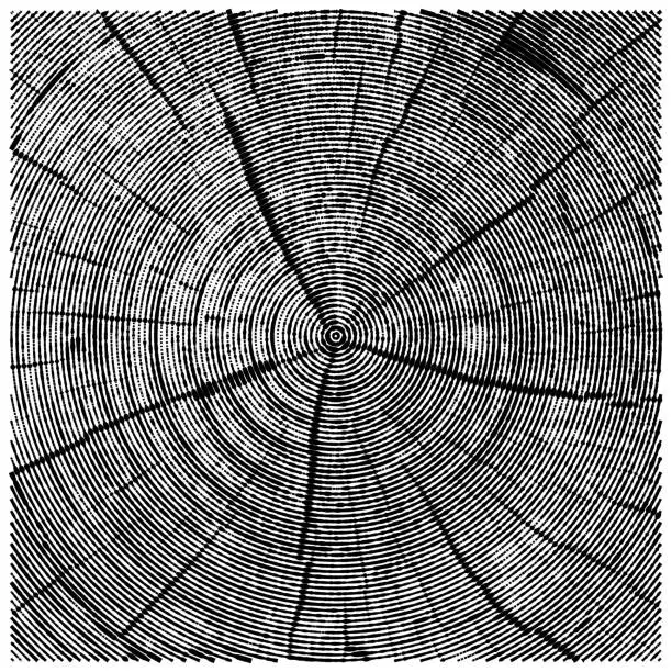 Vector illustration of vector natural illustration of engraving saw cut tree trunk.
