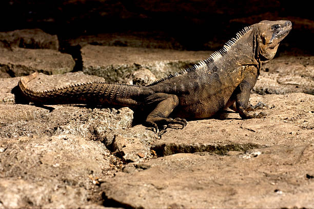 side of Varanus   in sand mexico tulum