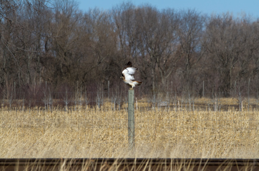 A red tailed hawk preparing to take flight.