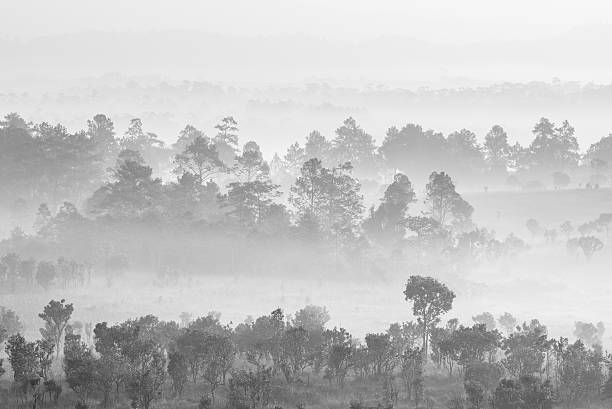 istock Layers of Savannah grassland under the mist 470894798