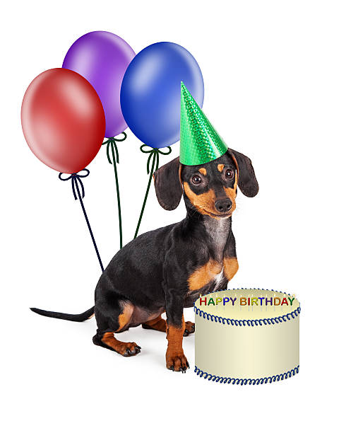 istock Dachshund Puppy Birthday Party 470894936