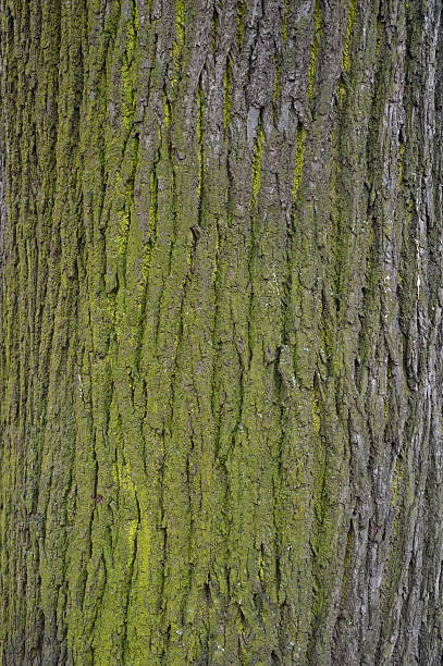 istock Texture of old tree bark with green moss 470895070