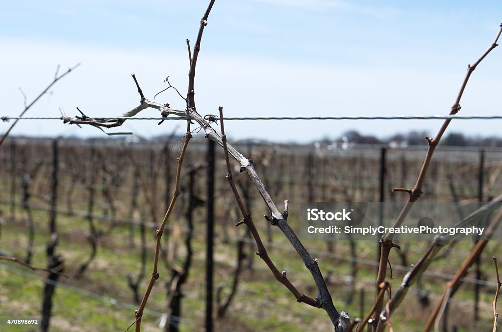 Grape Vine in Early Spring with No Buds An early spring view of grape vines with no buds yet visible. Shallow depth of field with focus one vine and support wire. Large vineyard in the Niagara Region of Ontario, Canada. 2015 Stock Photo