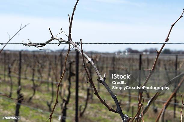 Grape Vine In Early Spring With No Buds Stock Photo - Download Image Now - 2015, Agriculture, Alcohol - Drink
