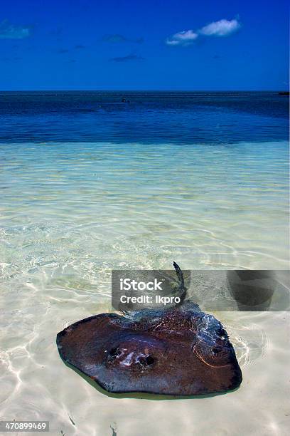 Breed Fish The Blue Lagoon Relax Of Isla Contoy Mexico Stock Photo - Download Image Now