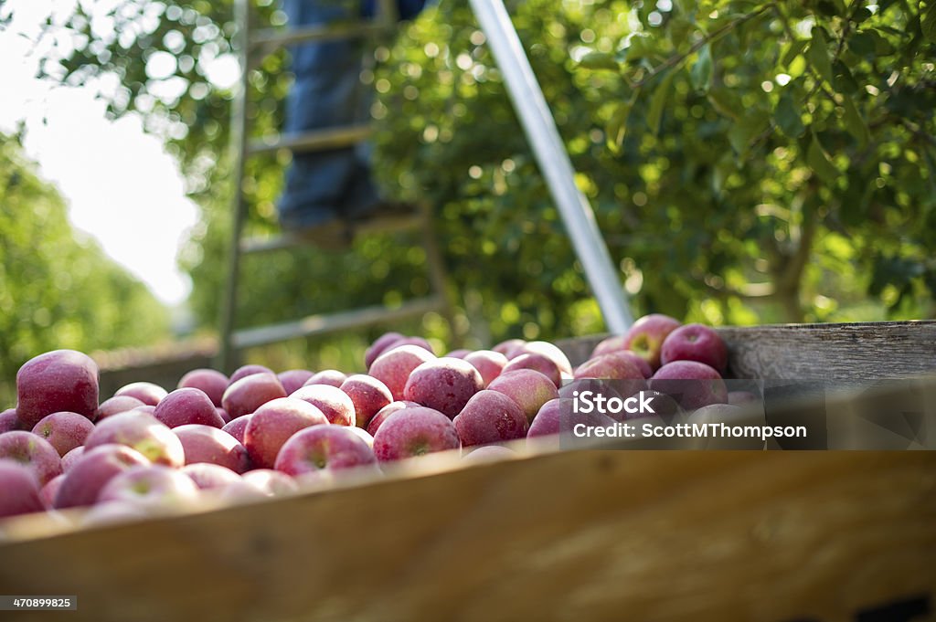 Mele nel contenitore di raccolta - Foto stock royalty-free di Mela