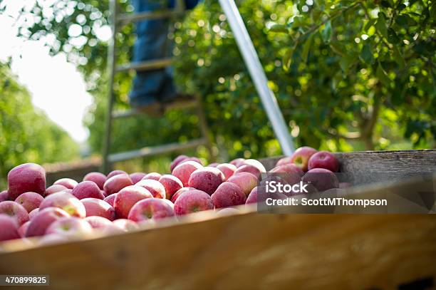 Jabłka W Pojemniku Z Zbiory - zdjęcia stockowe i więcej obrazów Jabłko - Jabłko, Stan Waszyngton, Fotografika