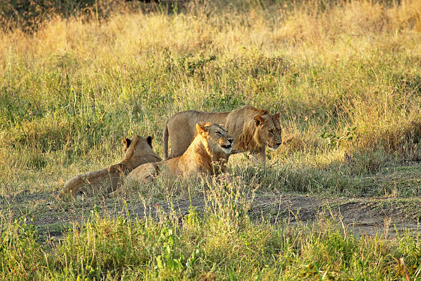istock Group of young lions resting 470901335