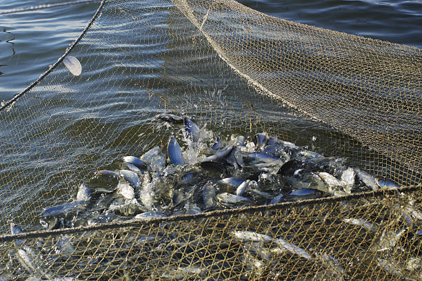 istock seine with catch of fish peled 470902454