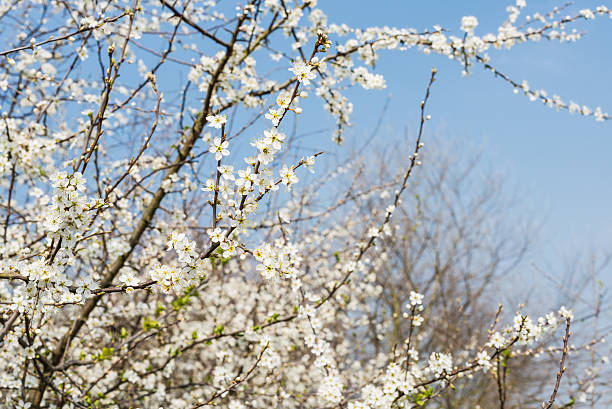 fiore bianco serviceberry da vicino - sarvis foto e immagini stock