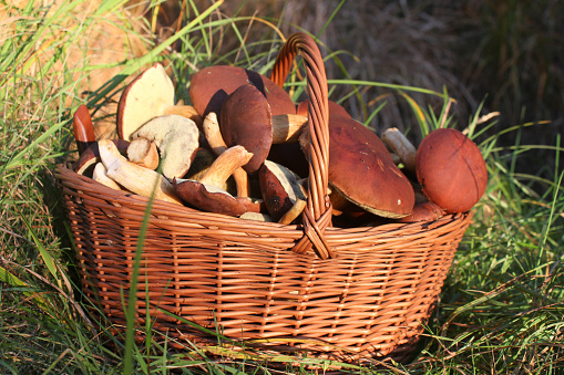 Basket full of forest mushrooms