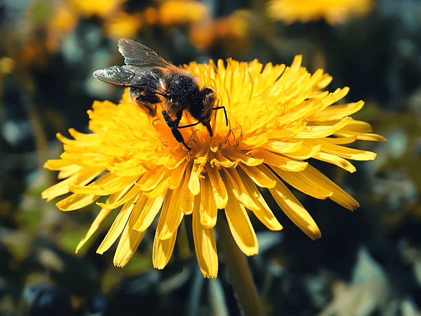 istock Honey bee on a wild flower 470904454