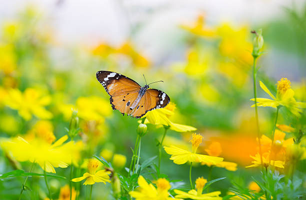 istock common tiger butterfly on yellow flower 470904471