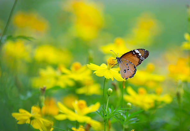 istock common tiger butterfly on yellow flower 470904483