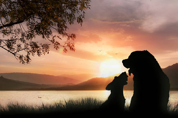 istock Doggy romance at sunset 470905439