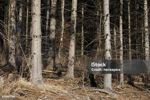 Foto de Fichtenwald e mais fotos de stock de 2015 - 2015, Alemanha, Espruce