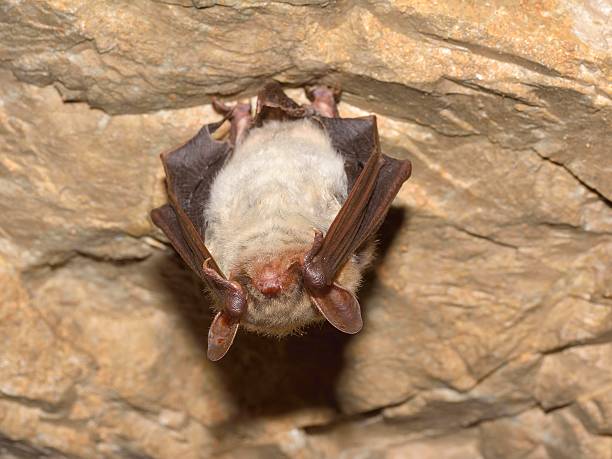 Greater mouse-eared bat ( Myotis myotis) Greater mouse-eared bat ( Myotis myotis) mouse eared bat photos stock pictures, royalty-free photos & images