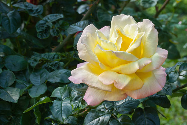 istock Beautiful blossom rose. 470907980