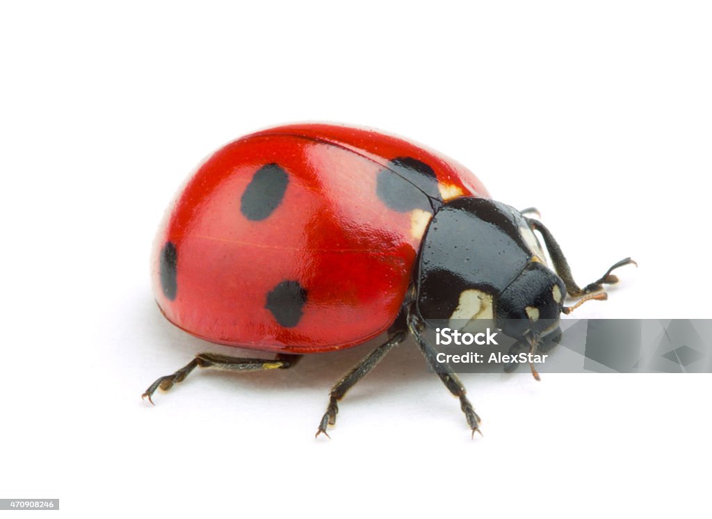 Ladybug Ladybug isolated on white background Ladybug Stock Photo