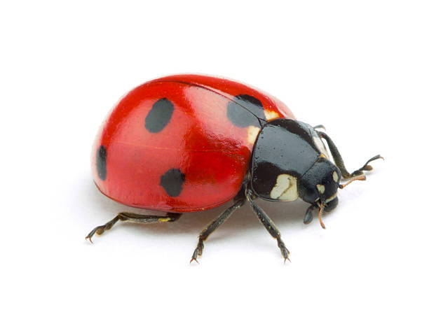 Ladybug Ladybug isolated on white background beetle photos stock pictures, royalty-free photos & images