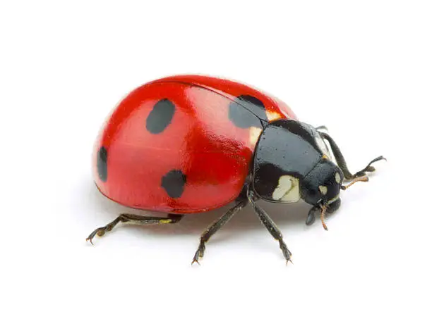 Photo of Ladybug