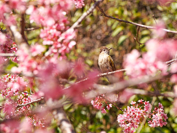 istock Bird in nature with beautiful blossom 470908249