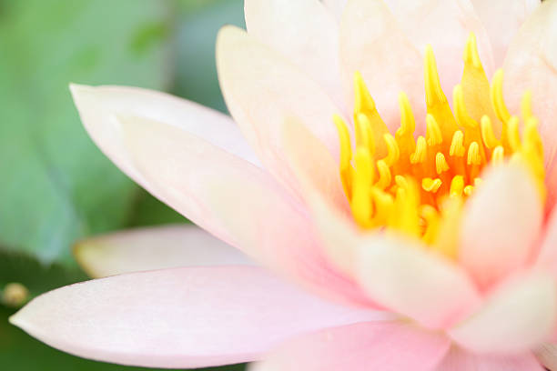 istock Pink Lotus flower 470908854