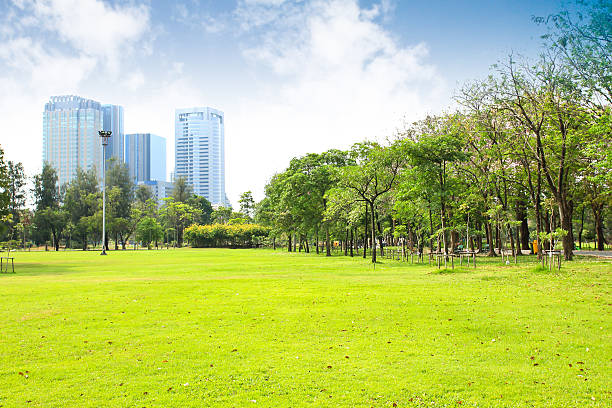 istock Beautiful city park with evergreen grass and trees 470909130