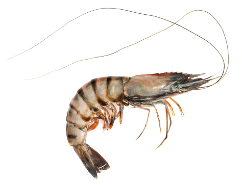 Fresh raw shrimp isolated on white isolated on white