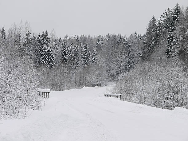 冬の森 - unfrozen ストックフォトと画像