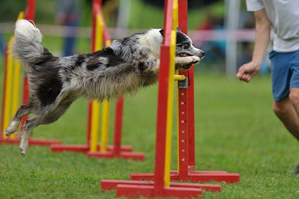 istock Blue merle dog on agility jump 470912062