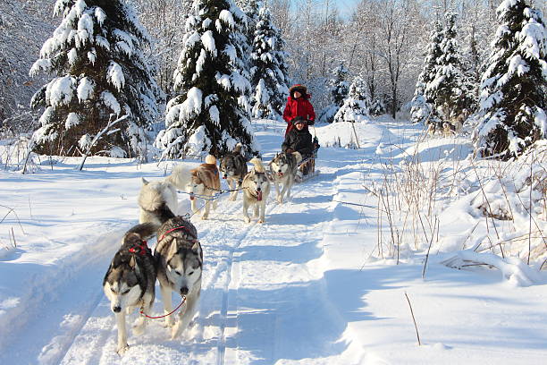 Dog sledding Dog sledding animal sleigh photos stock pictures, royalty-free photos & images