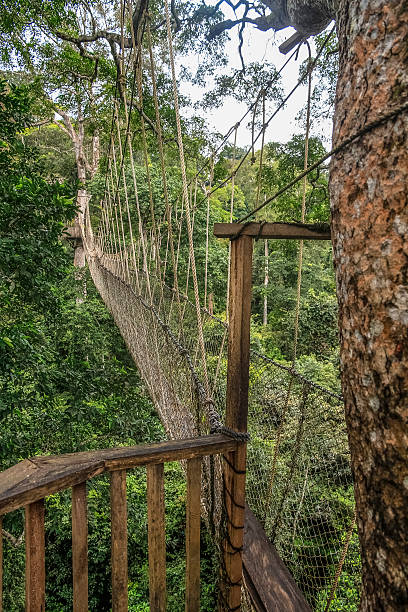 istock Suspension bridge in the jungle 470913264