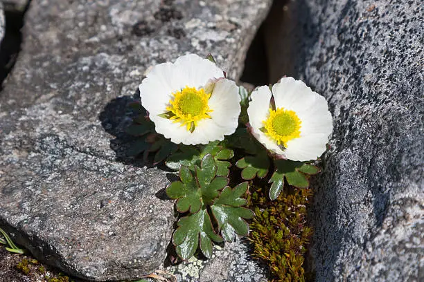 Ranunculus glacialis, the glacier crowfoot or glacier buttercup, is a plant of the family Ranunculaceae. (Gltittertinden mountain, Jotunheimen National Park, Norway).