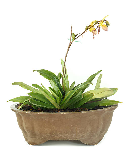 istock Pot of lady slipper orchids 470913898