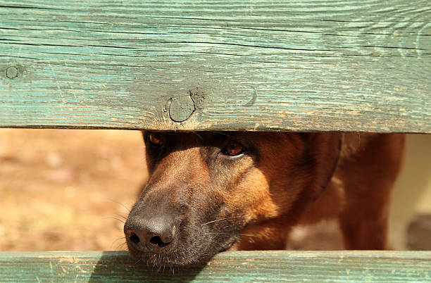 istock Dog peeking through a closed fence 470914153