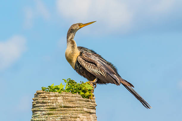 anhinga hembra - anhinga fotografías e imágenes de stock