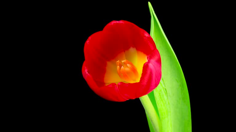 Red Tulip Time Lapse