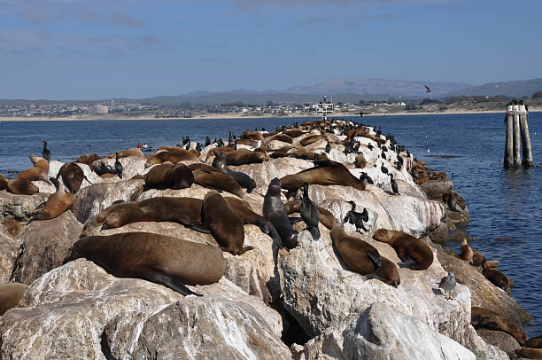 istock Sea lions; Monterey; California 470917871
