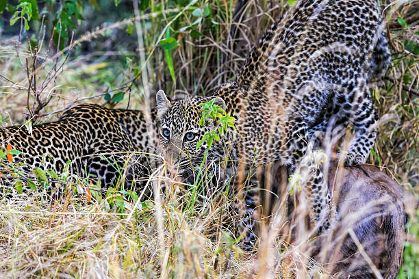 istock Leopard and cub eating at secret place - camouflage 470918318