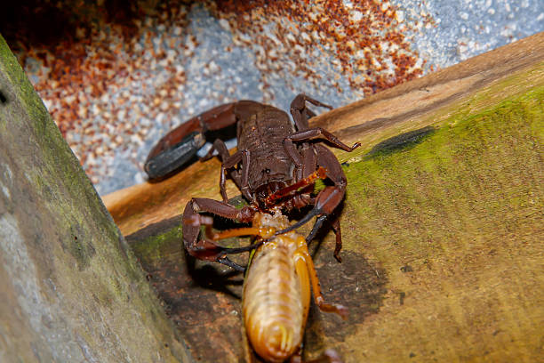 Scorpion stock photo