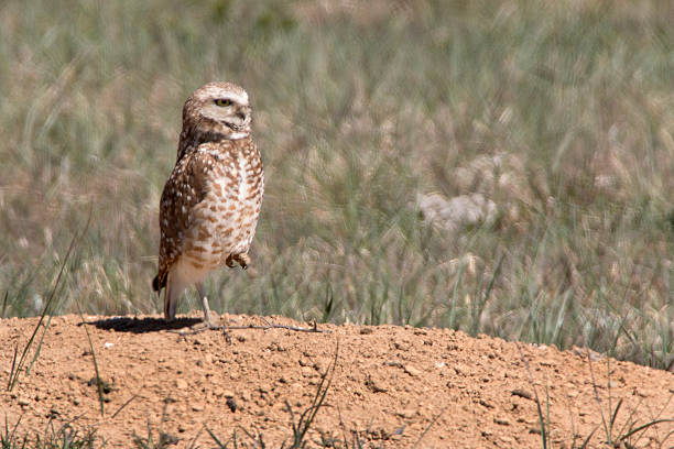 Young Shoco or Burrowing owl, in nesting area. OLYMPUS DIGITAL CAMERA